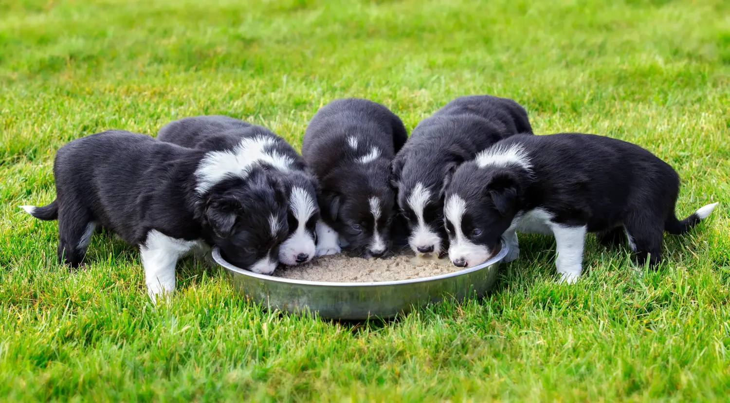 Bir Border Collie yavrusu satın almak sorumluluk almak demektir! Border Collie yavru köpek satın alın.