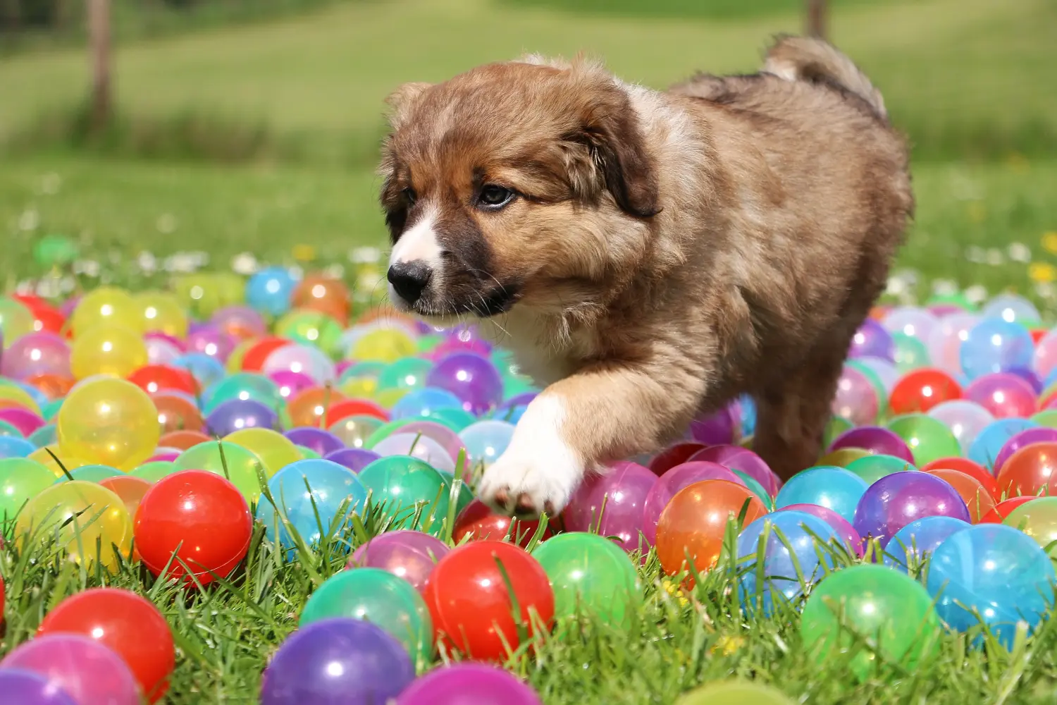 Bir Border Collie yavrusu satın almak sorumluluk almak demektir! Border Collie yavru köpek satın alın.