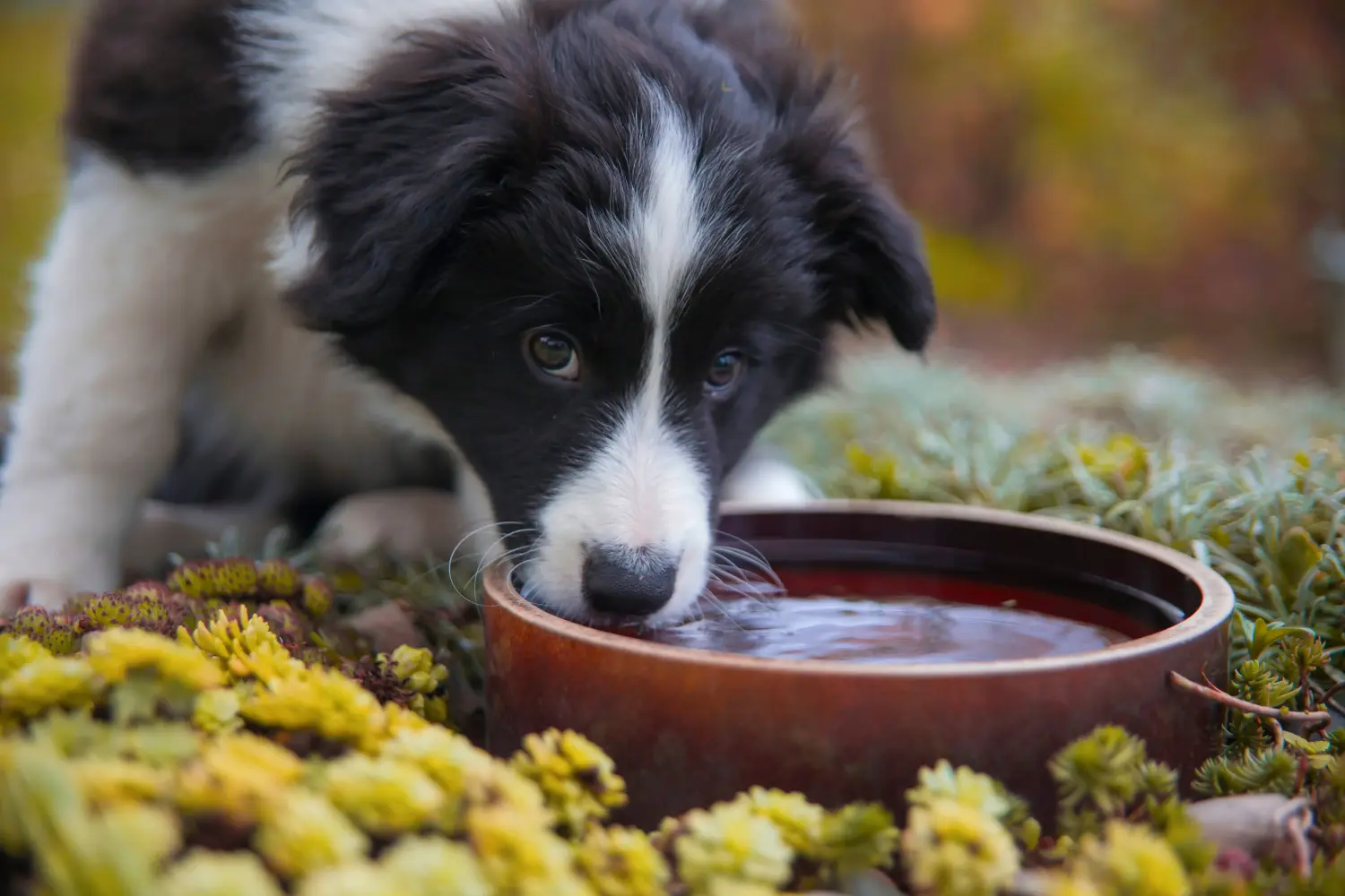 Bir Border Collie yavrusu satın almak sorumluluk almak demektir! Border Collie yavru köpek satın alın.
