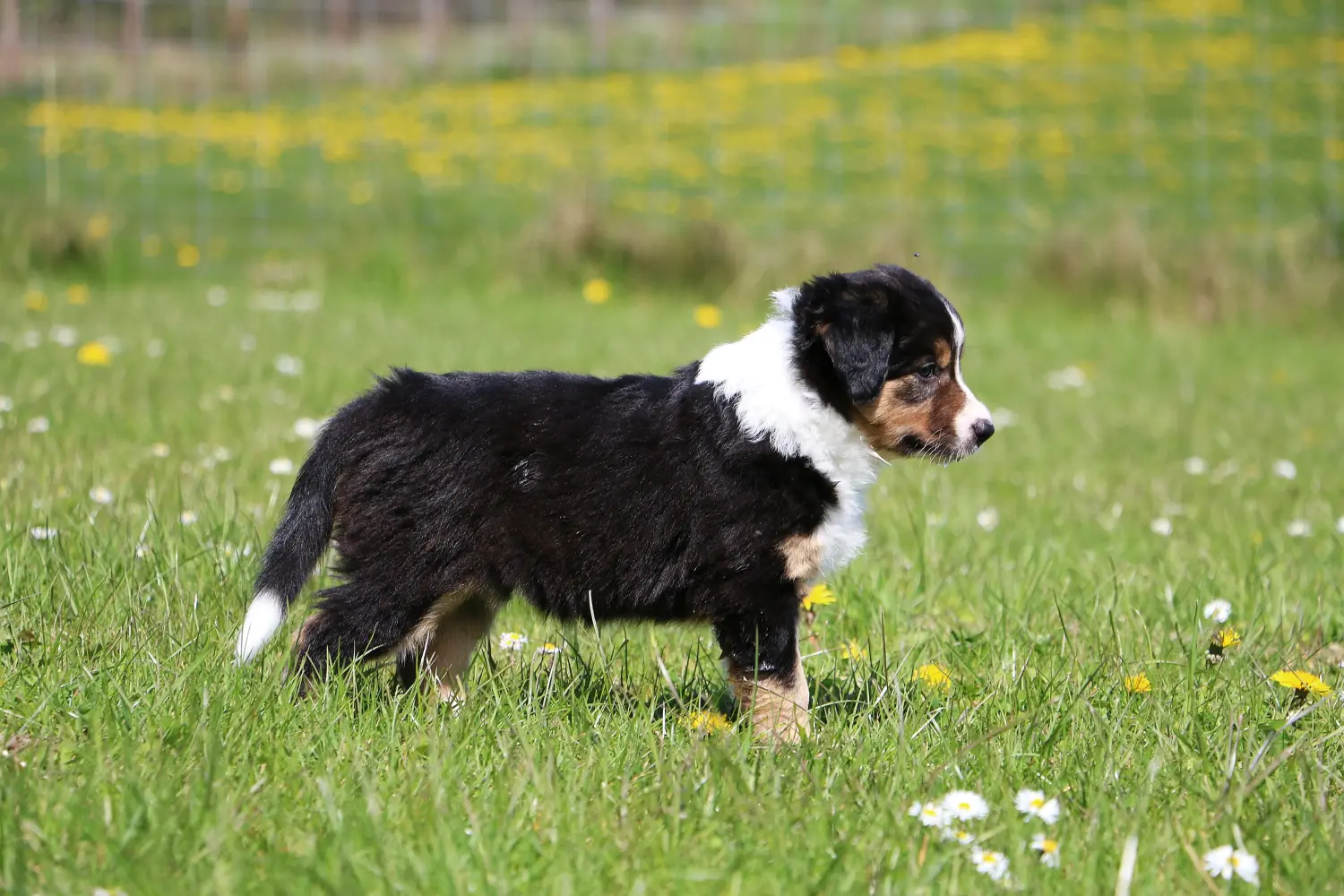 Bir Border Collie yavrusu satın almak sorumluluk almak demektir! Border Collie yavru köpek satın alın.
