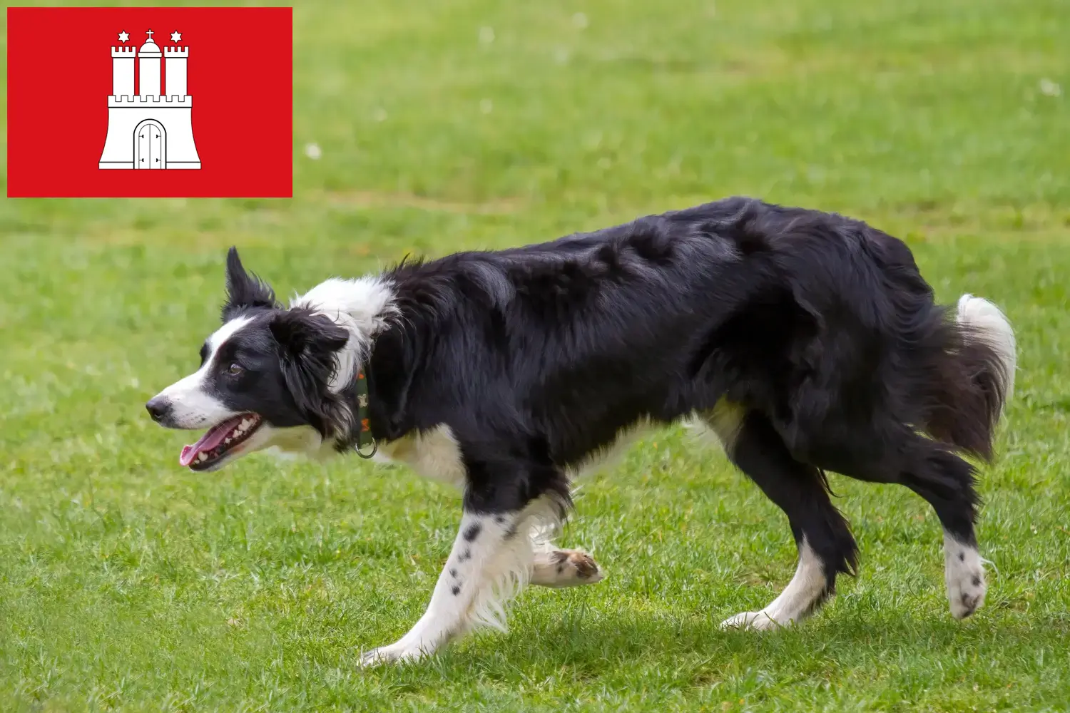 Border Collie yavru köpek ve yetiştiricileri Hamburg Burada Hamburg'daki Border Collies yetiştiricilerini bulabilirsiniz.
