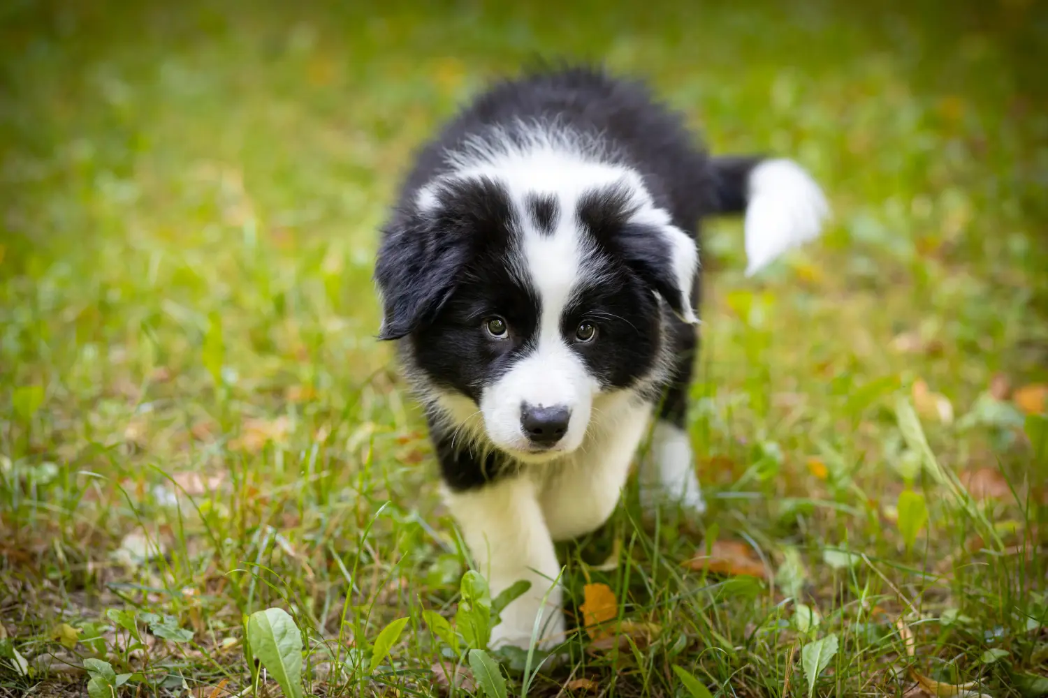 Bir Border Collie yavrusu satın almak sorumluluk almak demektir! Border Collie yavru köpek satın alın.