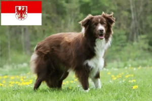 Read more about the article Brandenburg’da Border Collie yetiştiricileri ve köpek yavruları