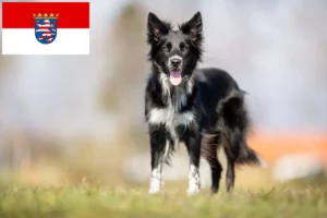Read more about the article Hessen’de Border Collie yetiştiricileri ve köpek yavruları