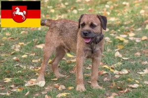 Read more about the article Aşağı Saksonya’da Border Terrier yetiştiricileri ve köpek yavruları