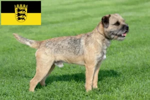 Read more about the article Baden-Württemberg’de Border Terrier yetiştiricileri ve köpek yavruları