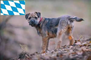 Read more about the article Bavyera’da Border Terrier yetiştiricileri ve köpek yavruları