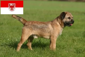 Read more about the article Brandenburg’da Border Terrier yetiştiricileri ve köpek yavruları