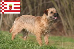 Read more about the article Bremen’de Border Terrier yetiştiricileri ve köpek yavruları