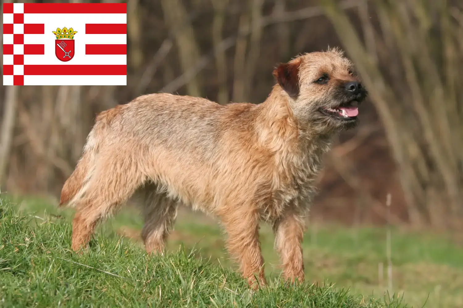 Read more about the article Bremen’de Border Terrier yetiştiricileri ve köpek yavruları