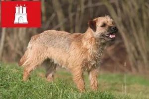 Read more about the article Hamburg’da Border Terrier yetiştiricileri ve köpek yavruları