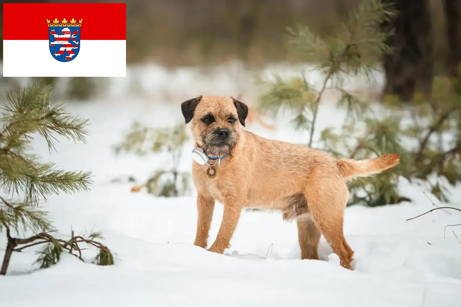 Read more about the article Hessen’de Border Terrier yetiştiricileri ve köpek yavruları