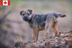 Read more about the article Kanada’da Border Terrier Yetiştiricileri ve Yavru Köpekler