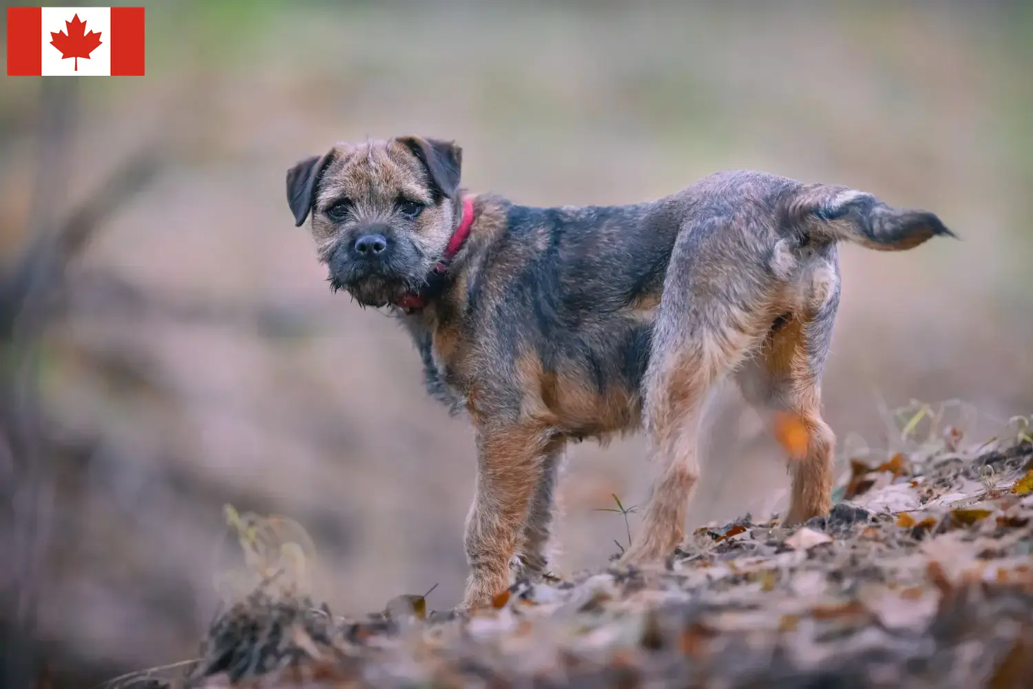 Read more about the article Kanada’da Border Terrier Yetiştiricileri ve Yavru Köpekler
