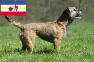 Read more about the article Mecklenburg-Vorpommern’de Border Terrier yetiştiricileri ve köpek yavruları