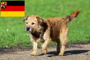 Read more about the article Rheinland-Pfalz’da Border Terrier yetiştiricileri ve köpek yavruları