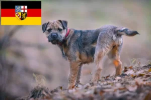 Read more about the article Saarland’da Border Terrier yetiştiricileri ve köpek yavruları