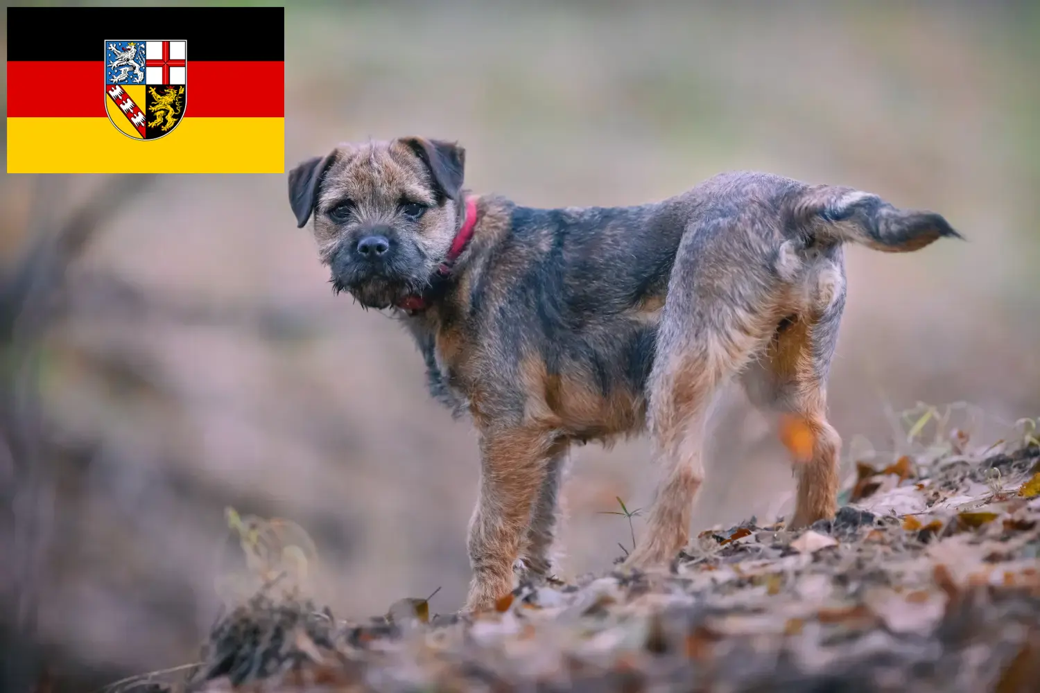 Read more about the article Saarland’da Border Terrier yetiştiricileri ve köpek yavruları