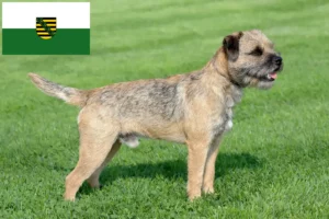 Read more about the article Saksonya’da Border Terrier yetiştiricileri ve köpek yavruları