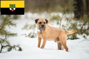 Read more about the article Saxony-Anhalt’da Border Terrier yetiştiricileri ve köpek yavruları