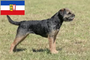 Read more about the article Schleswig-Holstein’da Border Terrier yetiştiricileri ve köpek yavruları