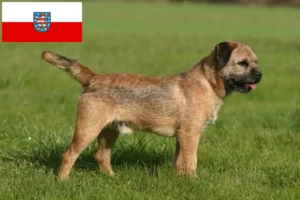 Read more about the article Thüringen’de Border Terrier yetiştiricileri ve köpek yavruları