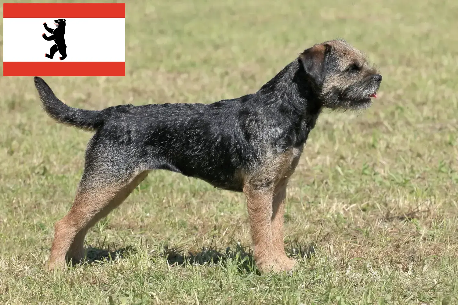 Read more about the article Berlin’de Border Terrier yetiştiricileri ve köpek yavruları