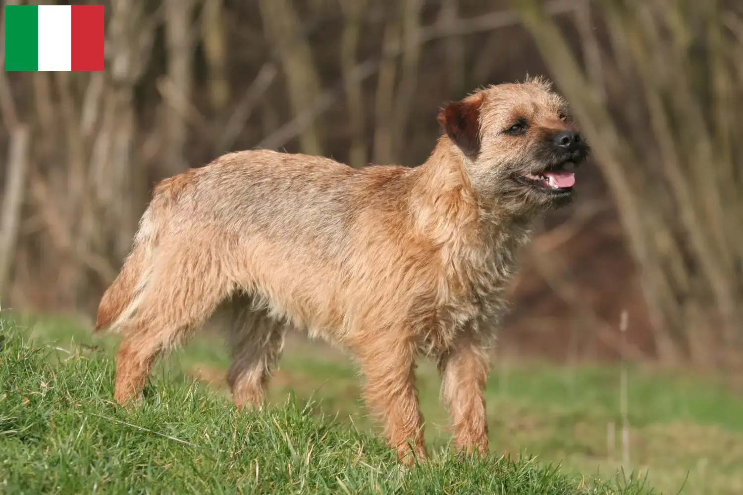 Read more about the article İtalya’da Border Terrier yetiştiricileri ve köpek yavruları