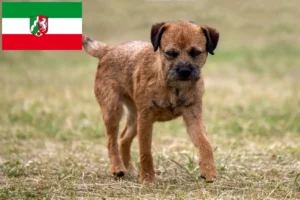 Read more about the article Kuzey Ren-Vestfalya’da Border Terrier yetiştiricileri ve köpek yavruları