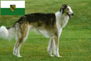 Read more about the article Saksonya’da Borzoi yetiştiricileri ve köpek yavruları