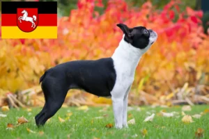 Read more about the article Aşağı Saksonya’da Boston Terrier yetiştiricileri ve köpek yavruları