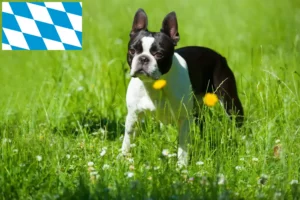 Read more about the article Bavyera’da Boston Terrier yetiştiricileri ve köpek yavruları