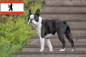 Read more about the article Berlin’de Boston Terrier yetiştiricileri ve köpek yavruları