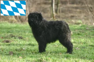Read more about the article Bavyera’da Bouvier des Flandres yetiştiricileri ve köpek yavruları