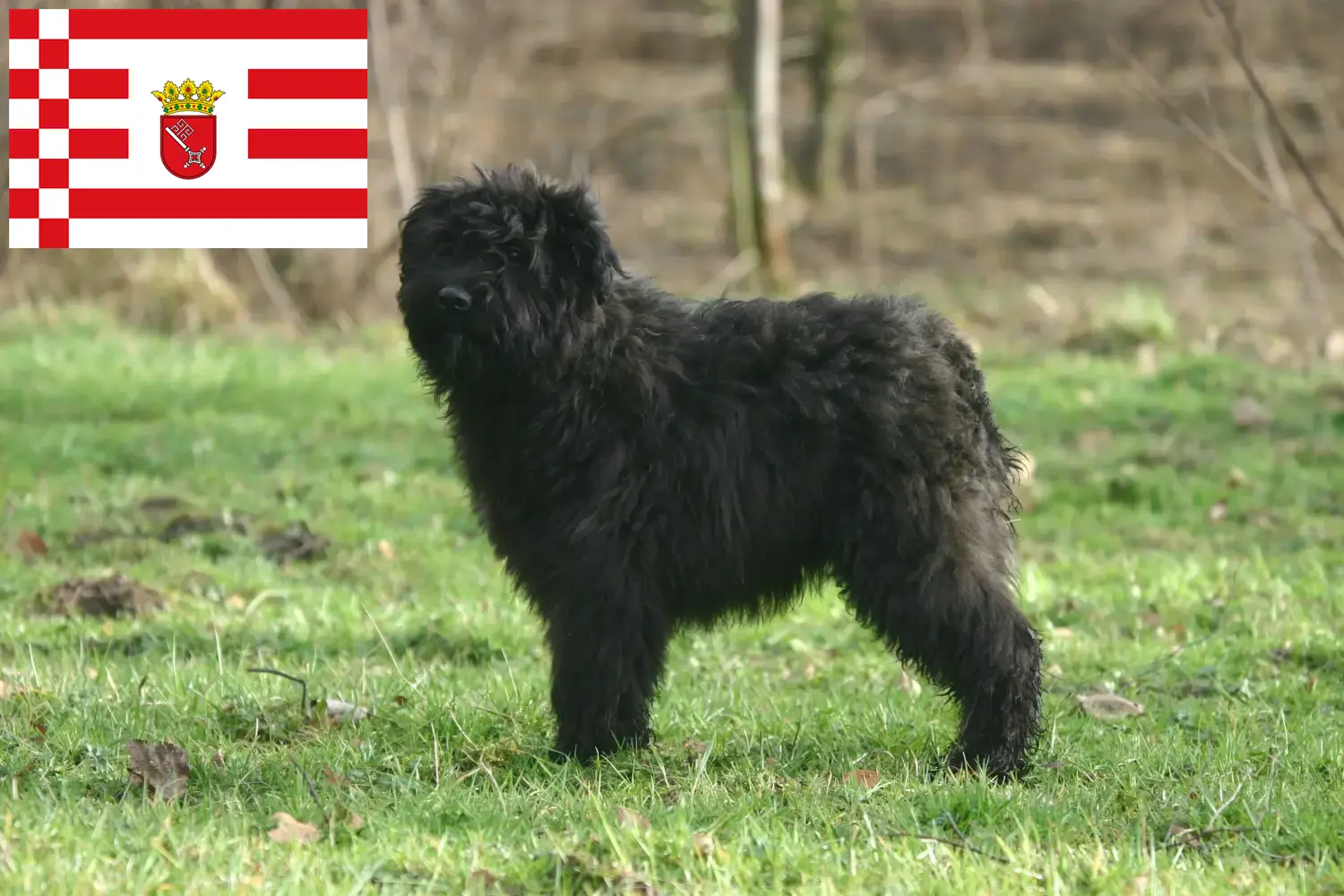Read more about the article Bremen’de Bouvier des Flandres yetiştiricileri ve köpek yavruları