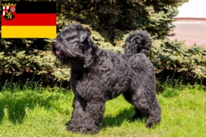 Read more about the article Rheinland-Pfalz’da Bouvier des Flandres yetiştiricileri ve köpek yavruları