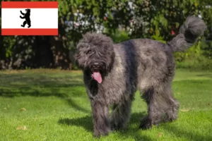 Read more about the article Berlin’de Bouvier des Flandres yetiştiricileri ve köpek yavruları