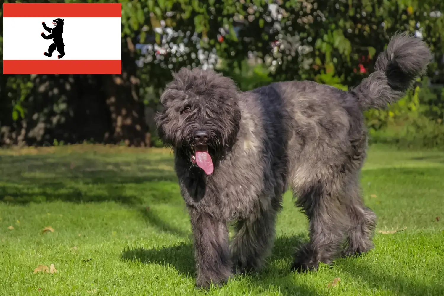 Read more about the article Berlin’de Bouvier des Flandres yetiştiricileri ve köpek yavruları