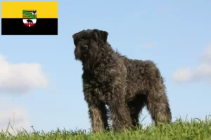 Read more about the article Saksonya-Anhalt’da Bouvier des Flandres yetiştiricileri ve köpek yavruları