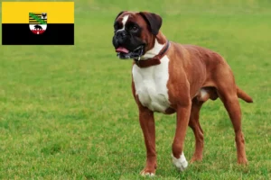 Read more about the article Saksonya-Anhalt’da Boxer yetiştiricileri ve yavru köpekler