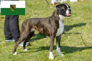 Read more about the article Saksonya’daki Boxer yetiştiricileri ve yavru köpekler