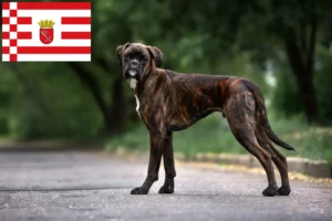 Read more about the article Bremen’de Boxer yetiştiricileri ve köpek yavruları