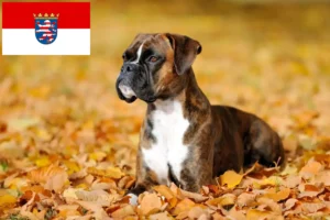 Read more about the article Hessen’deki Boxer yetiştiricileri ve köpek yavruları