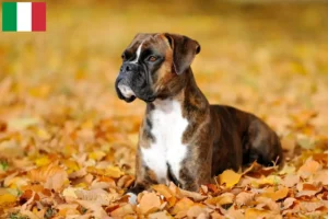 Read more about the article İtalya’da Boxer yetiştiricileri ve yavru köpekler