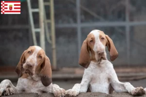 Read more about the article Bremen’de Bracco Italiano yetiştiricileri ve köpek yavruları