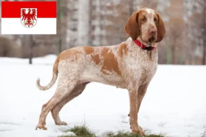 Read more about the article Brandenburg’da Bracco Italiano yetiştiricileri ve köpek yavruları