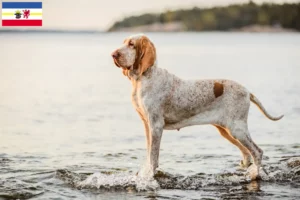 Read more about the article Mecklenburg-Vorpommern’de Bracco Italiano yetiştiricileri ve köpek yavruları