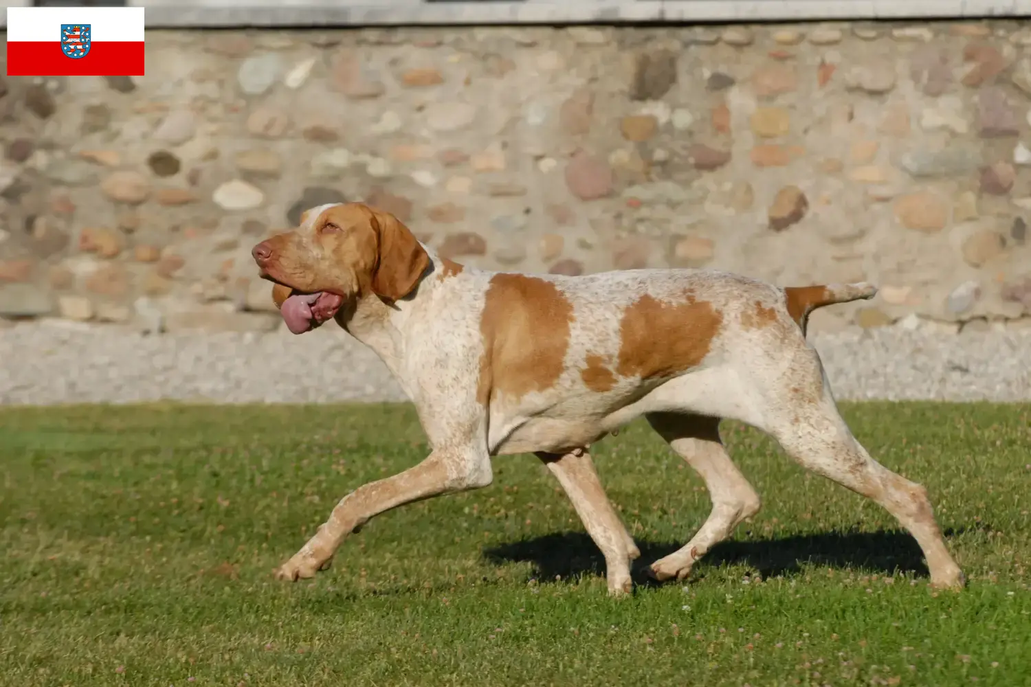 Read more about the article Thüringen’de Bracco Italiano yetiştiricileri ve köpek yavruları