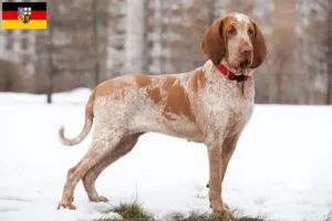 Read more about the article Saarland’da Bracco Italiano yetiştiricileri ve köpek yavruları