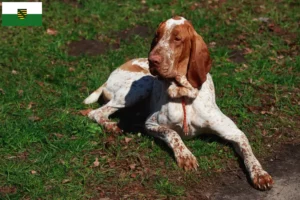 Read more about the article Saksonya’da Bracco Italiano yetiştiricileri ve köpek yavruları
